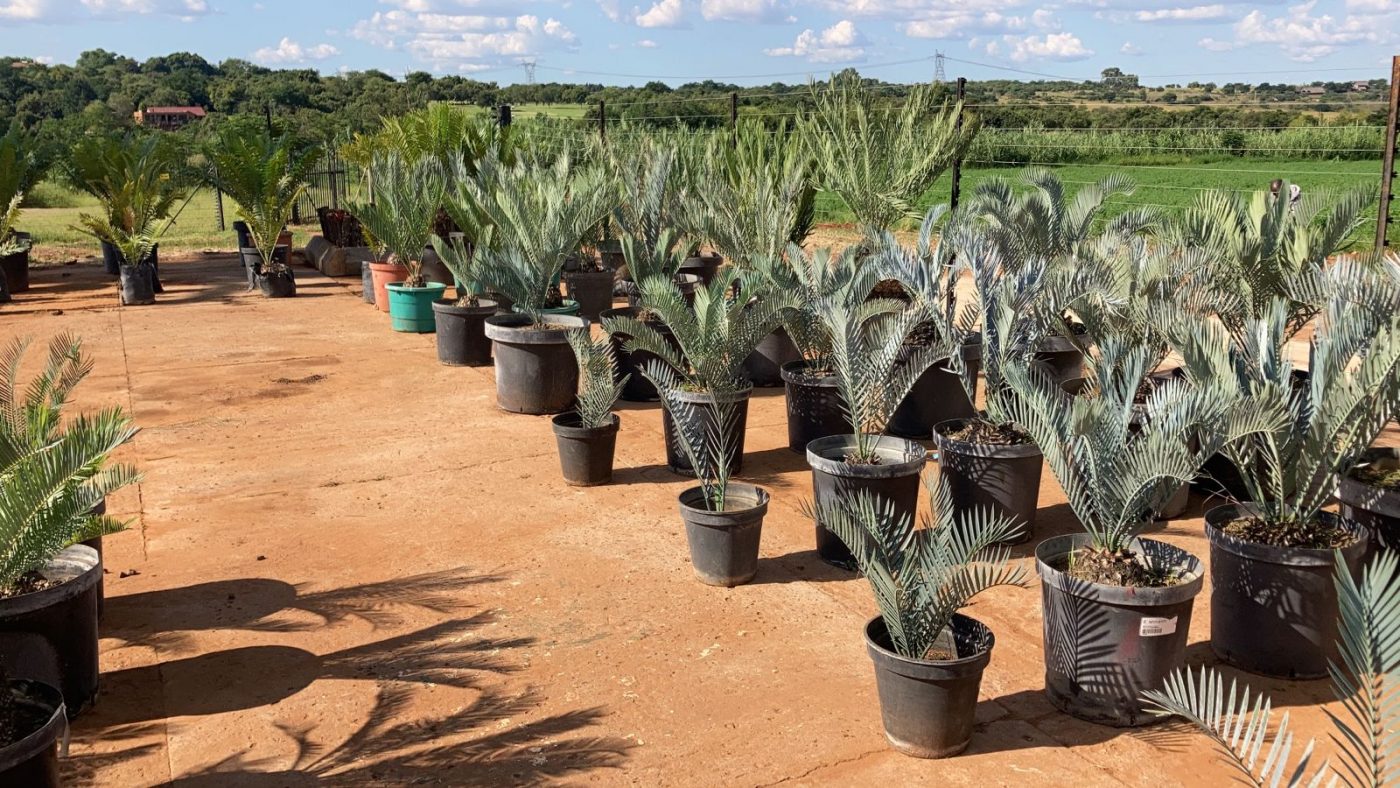 cycads in pots