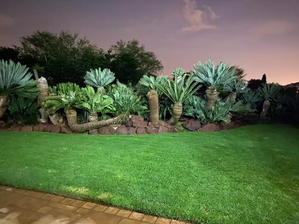 cycads nighttime